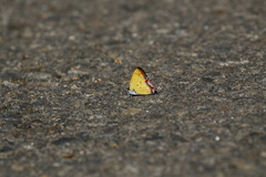 Heliophorus