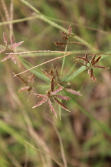 Cyperus intactus