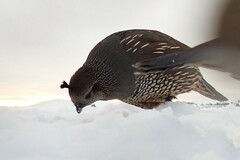 Callipepla californica