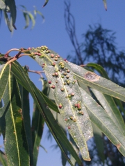 Aculus