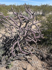 Cylindropuntia thurberi versicolor