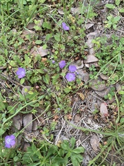 Phacelia patuliflora