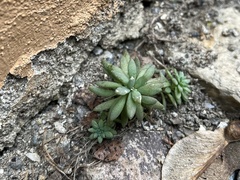 Sedum hispanicum