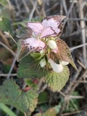 Lamium moschatum