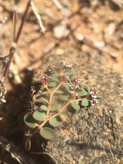 Euphorbia polycarpa