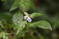 Rungia taiwanensis