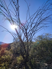 Fouquieria splendens