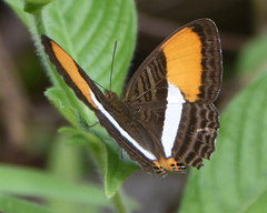 Adelpha cytherea