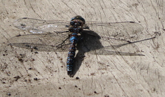 Rhionaeschna variegata