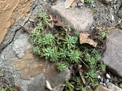 Sedum hispanicum