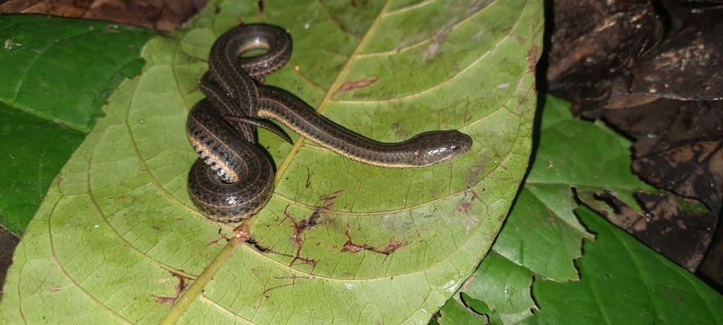 Equatorial Keelback