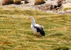 Oressochen melanopterus