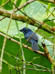 Cyanoloxia cyanoides