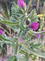 Echium judaeum