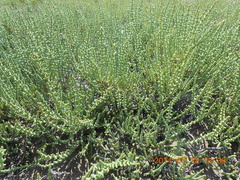 Halocnemum strobilaceum