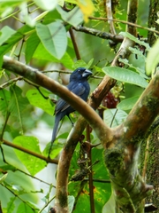 Cyanoloxia cyanoides