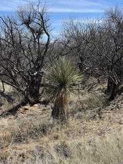Yucca elata
