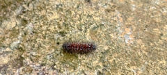 Arctiinae