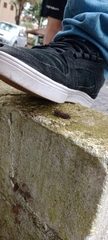 Arctiinae