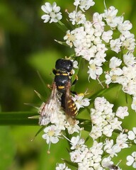 Ectemnius lapidarius