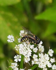 Ectemnius lapidarius