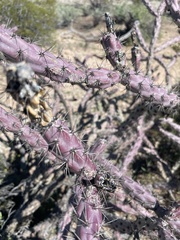 Cylindropuntia thurberi versicolor