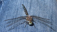 Rhionaeschna variegata