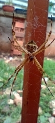 Argiope argentata