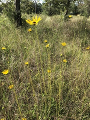 Helianthus heterophyllus