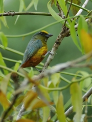 Euphonia gouldi