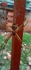 Argiope argentata
