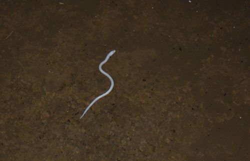 Blind Swamp Eel