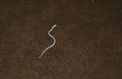 Ophisternon infernale