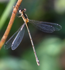 Lestes australis