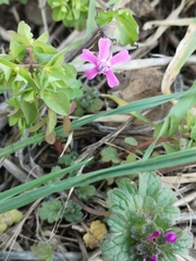 Silene aegyptiaca