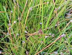 Eleocharis acuta