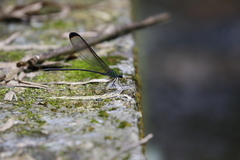 Psolodesmus mandarinus dorothea