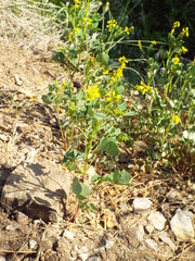Melilotus officinalis