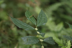 Elatostema