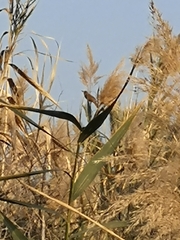 Acrocephalus scirpaceus