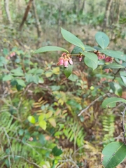 Lyonia lucida