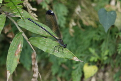 Psolodesmus mandarinus dorothea
