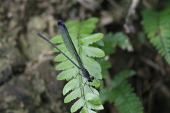 Psolodesmus mandarinus dorothea