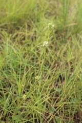 Spermacoce natalensis