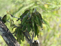 Gentianales