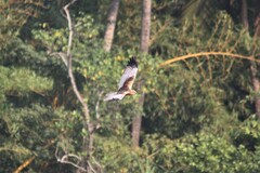 Circus aeruginosus