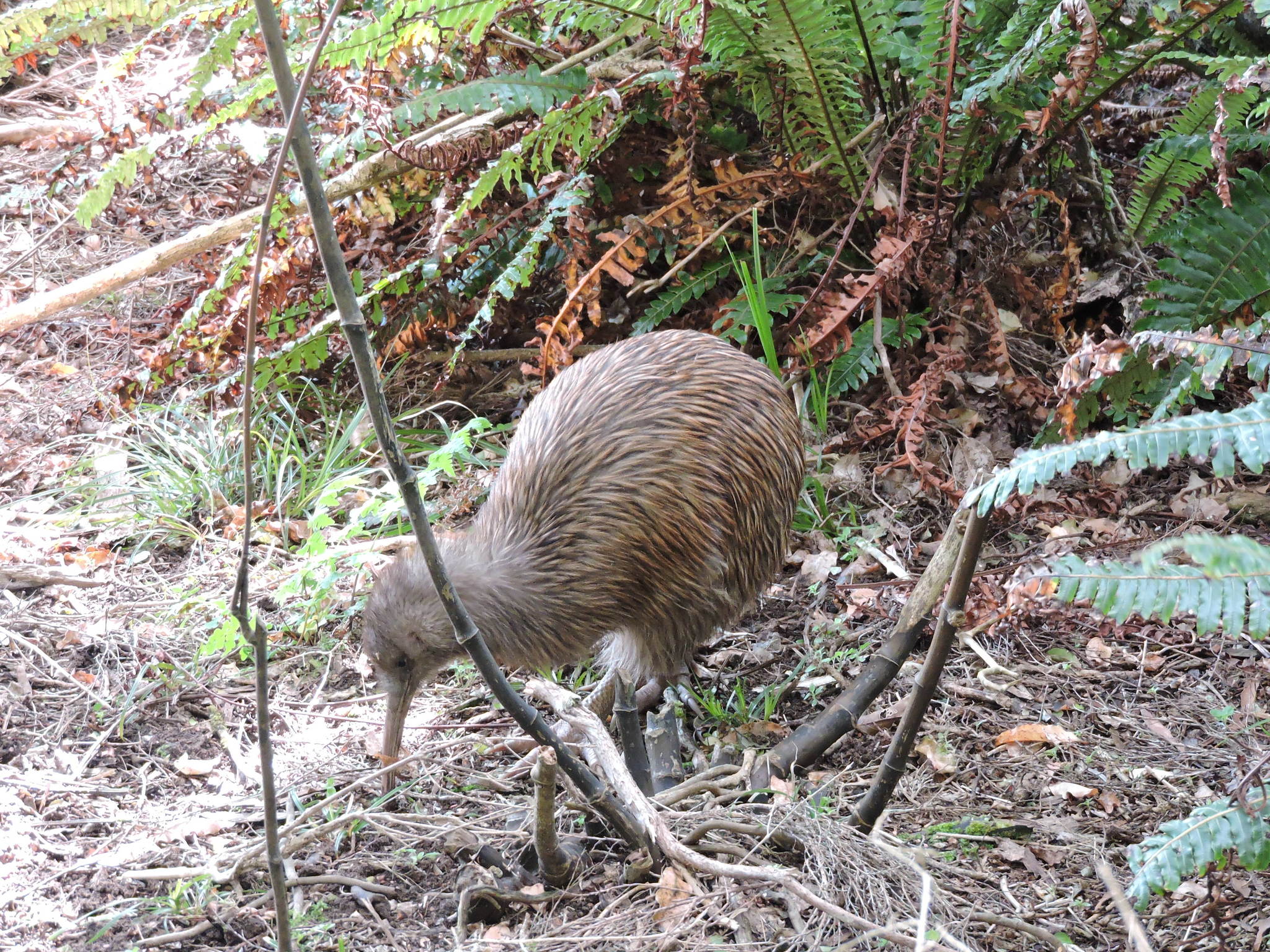 Southern Brown Kiwi (Apteryx australis) · iNaturalist