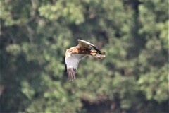 Circus aeruginosus