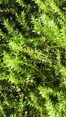 Rhytidiadelphus squarrosus