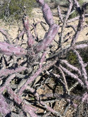 Cylindropuntia thurberi versicolor